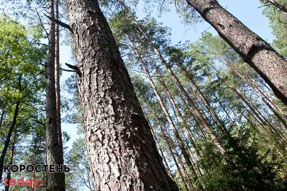 Під час рубки дерев у лісі на Житомирщині на чоловіка впала сосна: селянин помер на місці