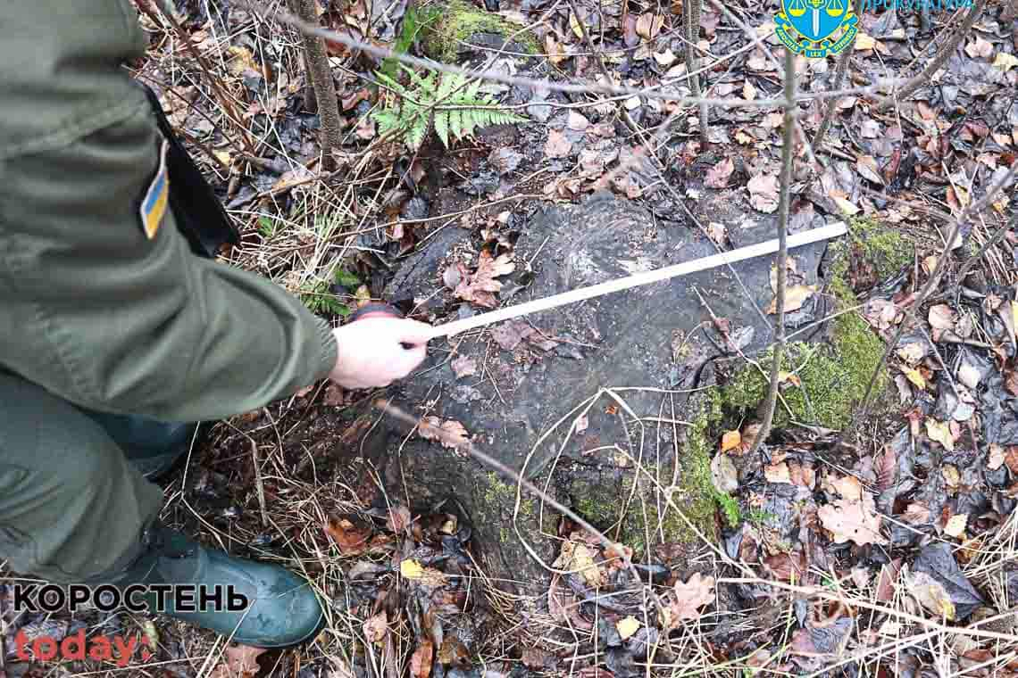 Колишнього головного лісничого з Лугинської громади підозрюють у незаконних порубках лісу