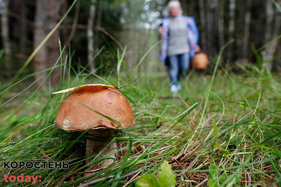 На Житомирщині можна ходити у ліси по гриби та ягоди, але не скрізь