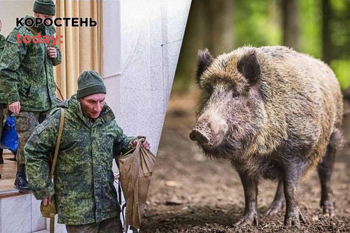 У районі українсько-білоруського кордону "бойові" кабани влаштували полювання на російську ДРГ