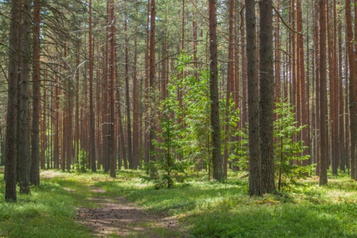Суд повернув у державну власність 33 га лісу на території Лугинської громади вартістю 178 млн грн