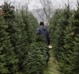 Лісівники Житомирщини готуються до продажу новорічних дерев: ціни та контакти
