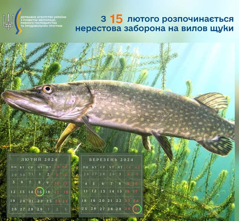 zabvulshyku120224 kor 1 min