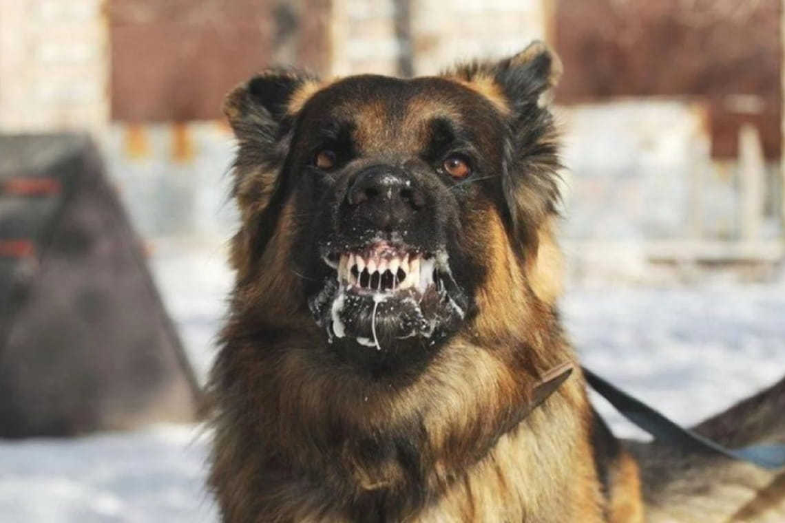Застрелив та закопав - в селі Олевської громади у пса, що покусав людей, виявили сказ