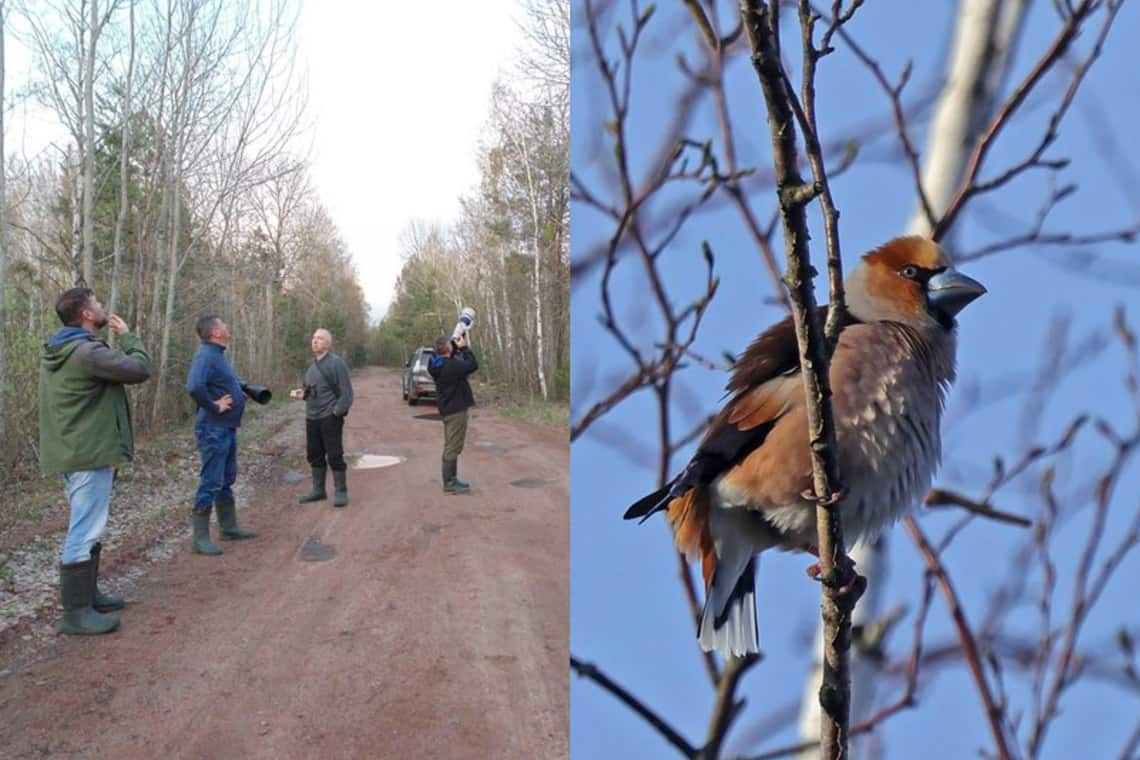 У Поліському природному заповіднику на Овруччині орнітологи спостерігали та фотографували птахів