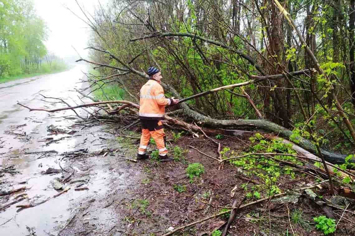 На Житомирщині після сильного вітру та "жовтого" дощу дорожники прибирали повалені дерева