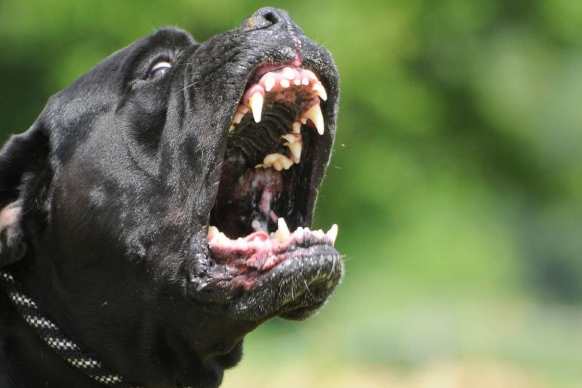 У Малині жінка відсудила у власниці бійцівського собаки понад 35 тисяч гривень за пошматовану ногу 