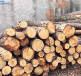 В області судитимуть осіб, які переробляли деревину на підприємствах Коростенщини та незаконно вивозили за кордон