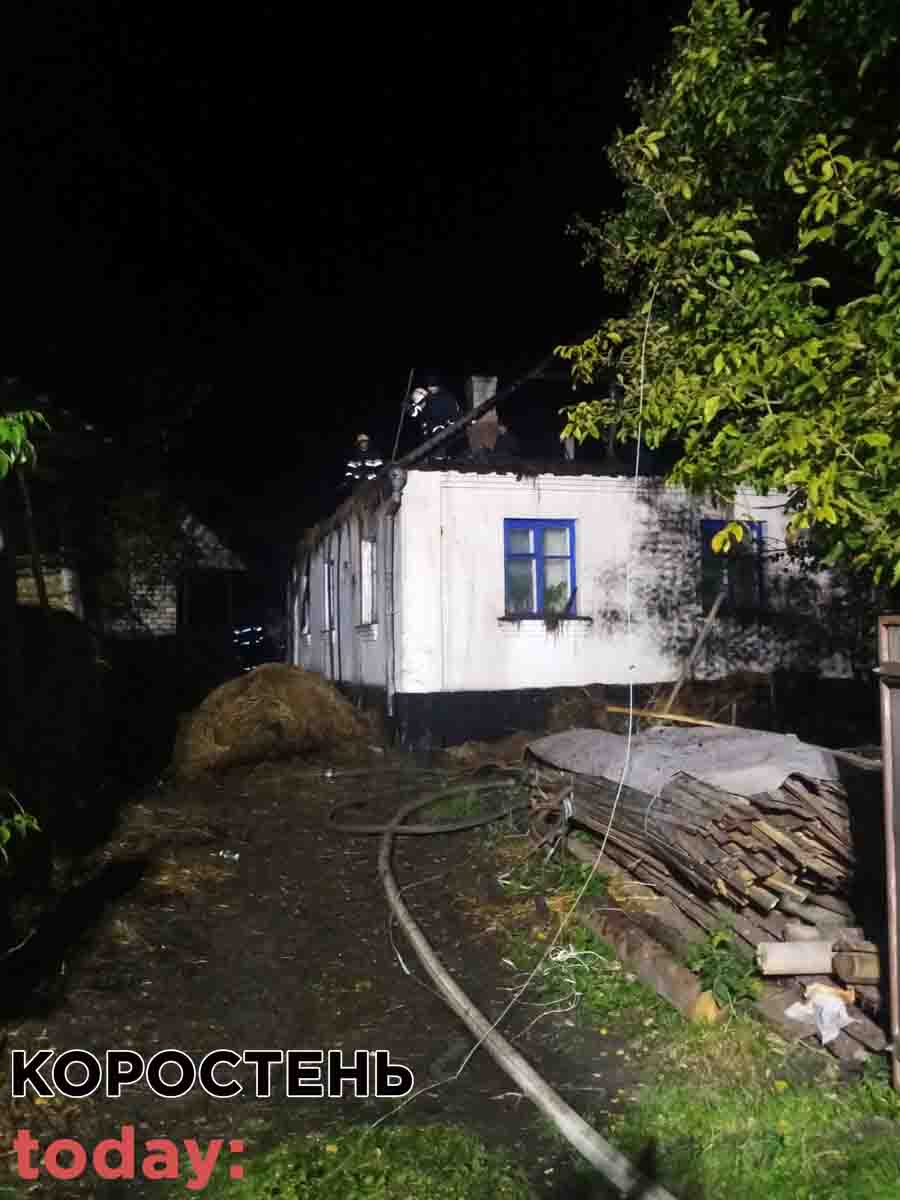 gorila bydivla kor25 2