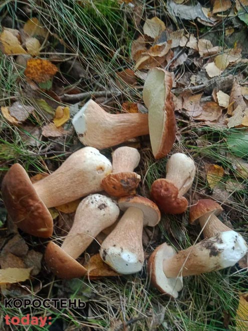 grubu korosten111022 kor 3