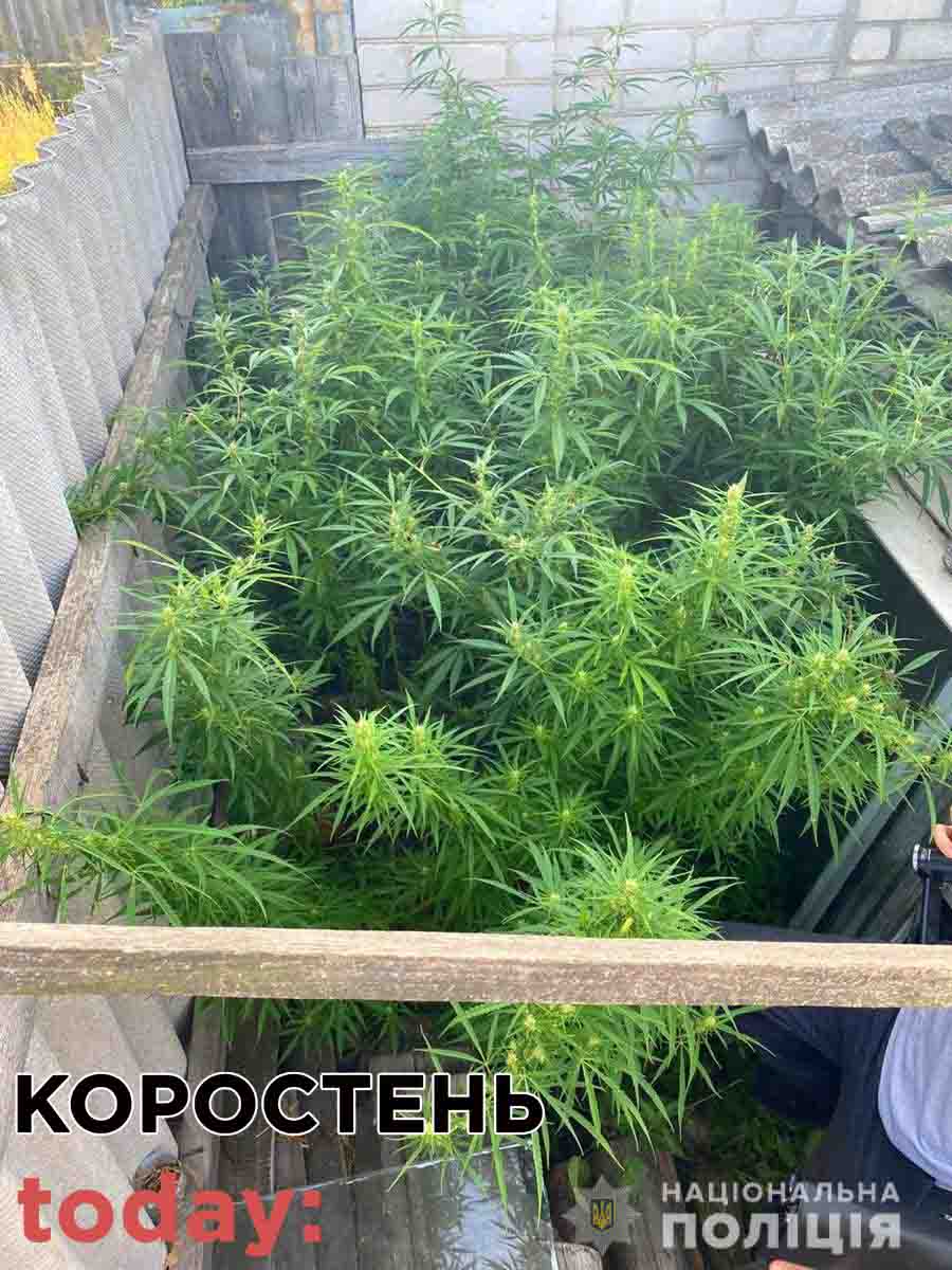 konopli20 3