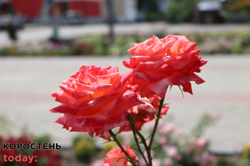 kvituolevsk010722 kor 1