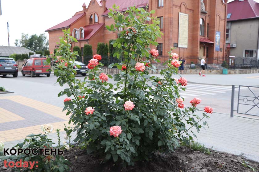 kvituolevsk010722 kor 10