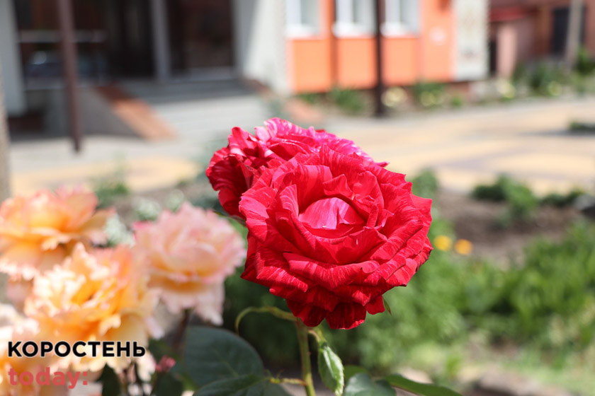 kvituolevsk010722 kor 17