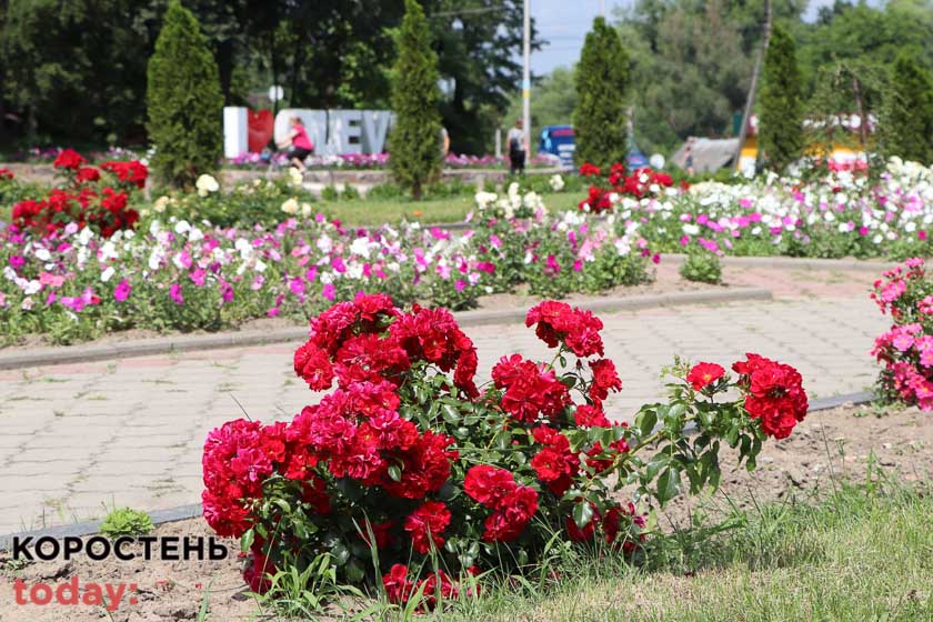 kvituolevsk010722 kor 19