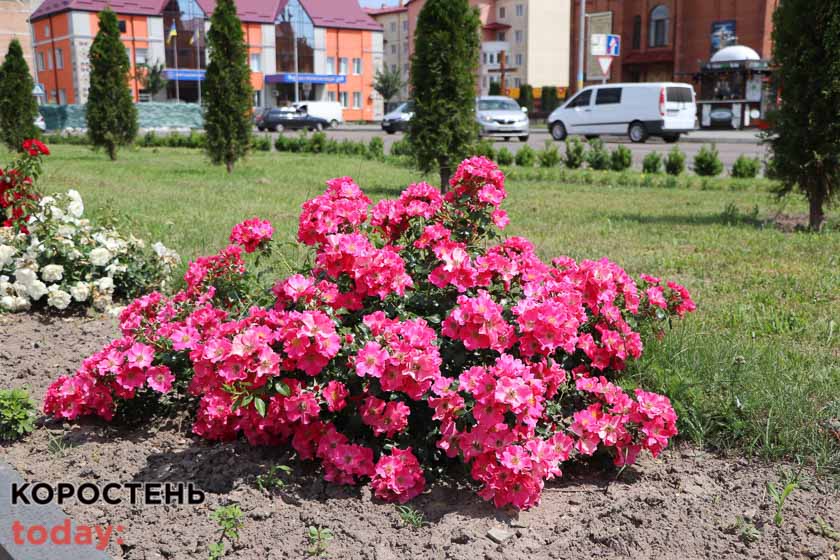 kvituolevsk010722 kor 2