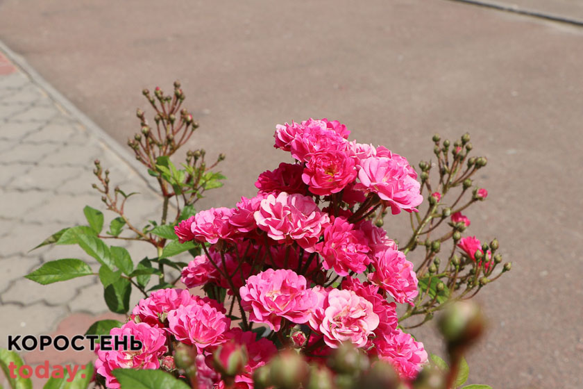 kvituolevsk010722 kor 25