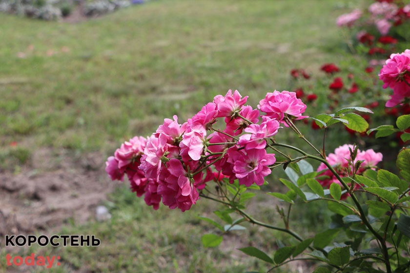 kvituolevsk010722 kor 29
