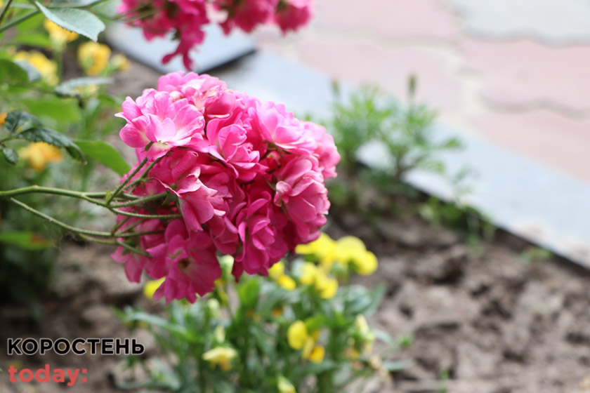 kvituolevsk010722 kor 30