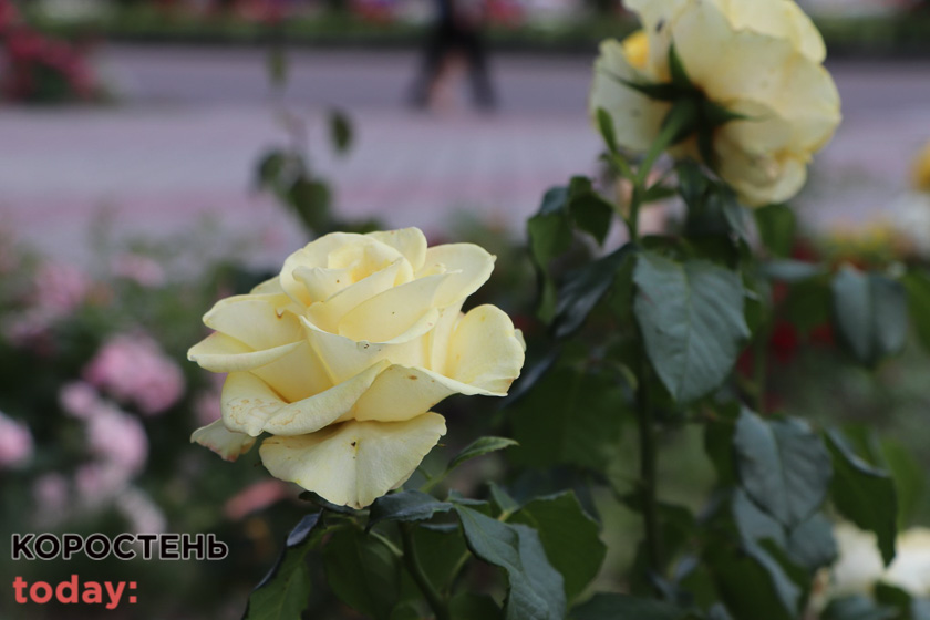 kvituolevsk010722 kor 32