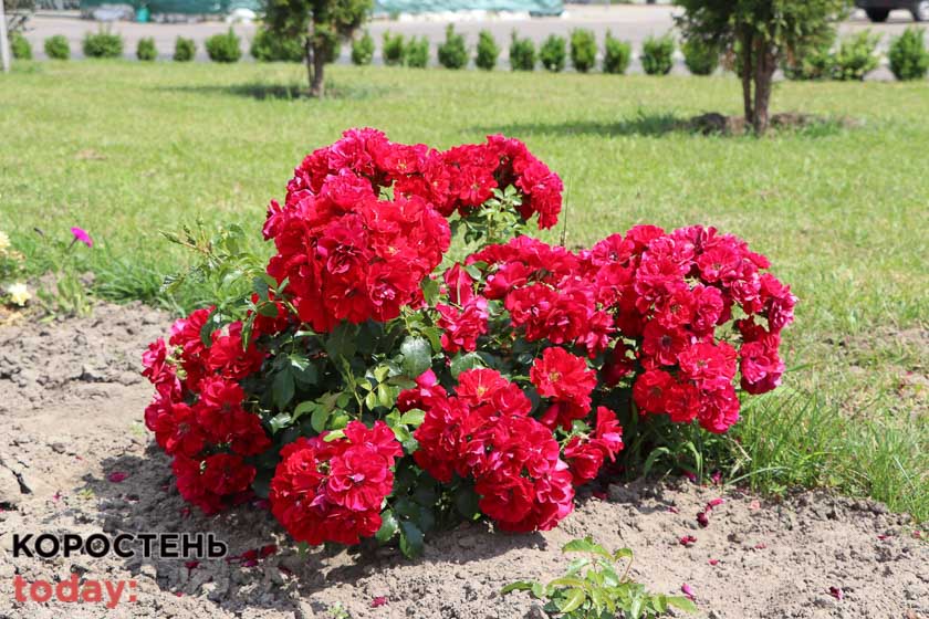 kvituolevsk010722 kor 5