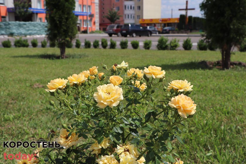 kvituolevsk010722 kor 6