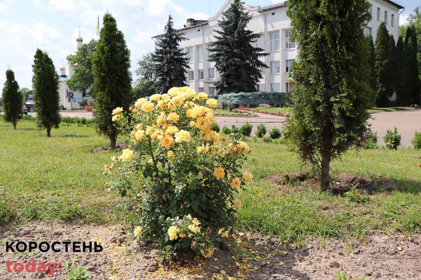 kvituolevsk010722 kor 7