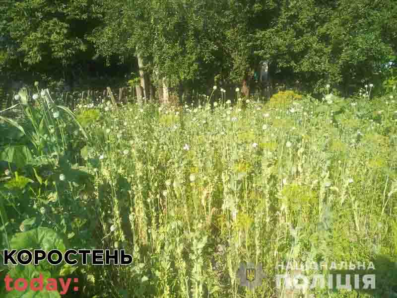 mak olevsk140721 1